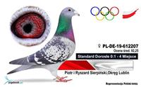 Pokaż zdjęcie w powiększeniu Gołębie zdjęcie
