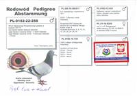 Pokaż zdjęcie w powiększeniu Gołębie zdjęcie